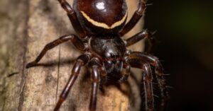 Symptoms of a false widow spider bite: What to look for and how to react